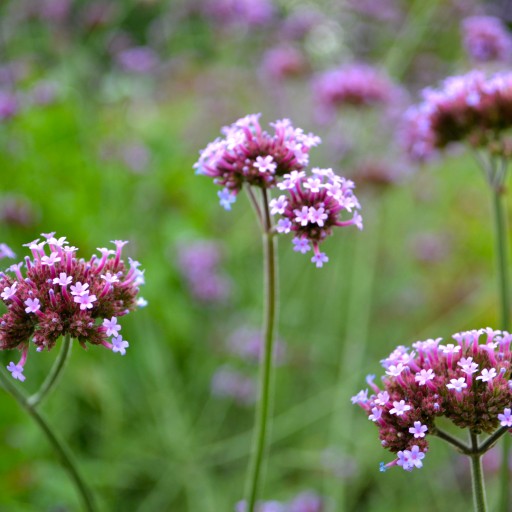 VERBENA verbena bylina TRÁVENIE DÝCHACÍ SYSTÉM
