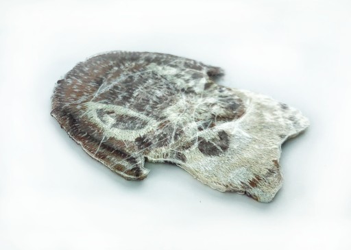 TERMO náplasť RABBIT, nažehľovačka, 4cm