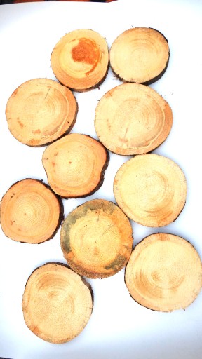 DREVA DREVA, KOŠTIČKA BOROVICE, 25-30CM, 1 KS