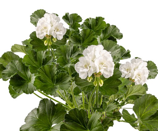 Umelé kvety Geranium na balkónovú terasu - ružová