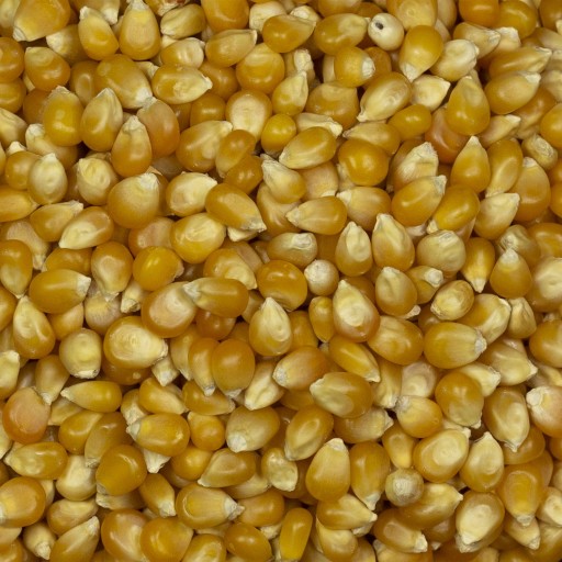 Popcorn zrno 500g KUKURICA na praženie