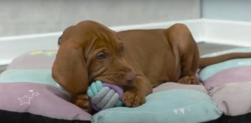 Žuvacia loptička pre šteniatka Junior Trixie