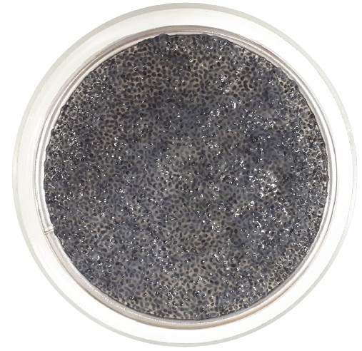 Zelená BAZILKA - Microgreens, na klíčky 10g