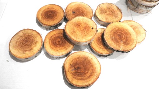 DREVA DREVA, KOTOUČ BREZA PEČIATKY, 9-14CM, 1KS