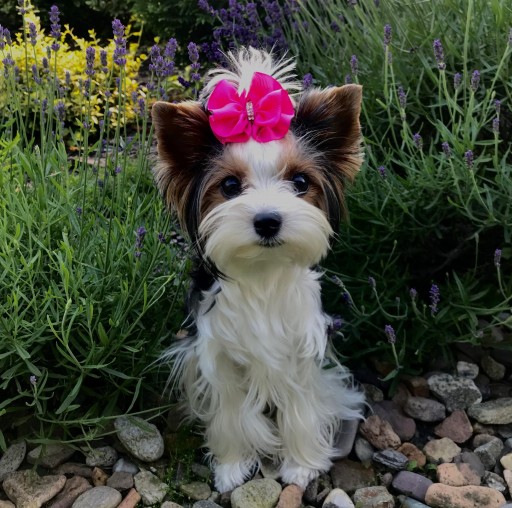 Prémiová čierna mašľa, 5,5 cm, maltská gumička