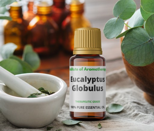 Eucalyptus Globulus ORGANIC oil, Aroma Institute