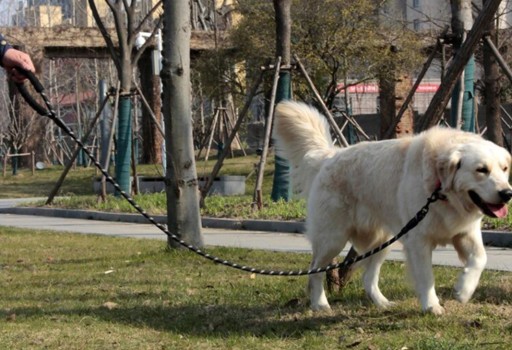 Tradičné lanové vodítko 1,5 m NAJSILNEJŠIE REFLEXNÉ Walk