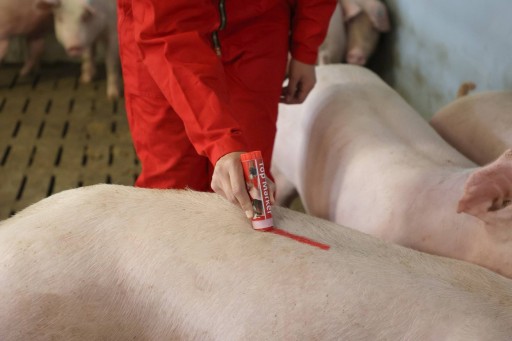 TopMarker pastelka na označovanie zvieratiek, 60 g, modrá, Kerbl