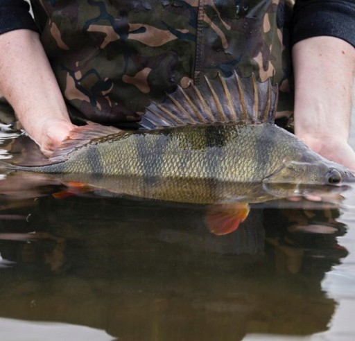 RELAX TWISTER VR 1''PERCH ASH #4CM #1KS