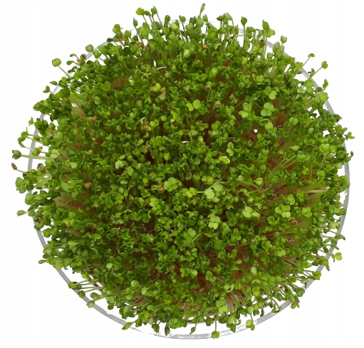 Zelená BAZILKA - Microgreens, na klíčky 10g