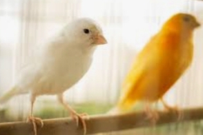 NIGERSKÉ ZRNÁ, NIGERSKÉ ZRNÁ, NIGERSKÉ PROSO 1KG