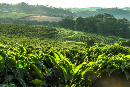 COFFEE NATION JAVA INDONESIA BEANS 250g