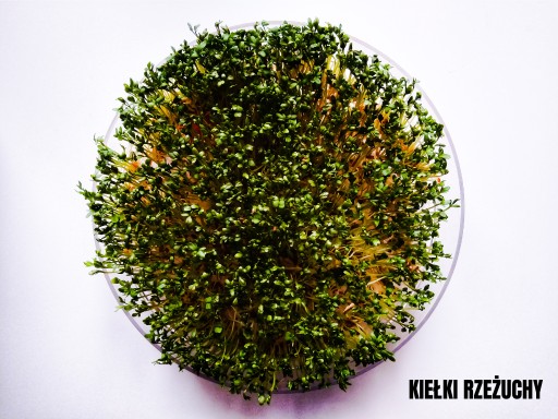 SEMIENKA NA KLÍČKY Žerucha 50g od Skworcu
