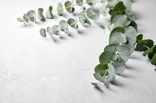 Vôňa na sviečky Vosk na sviečky 10ml EUCALYPTUS Fresh