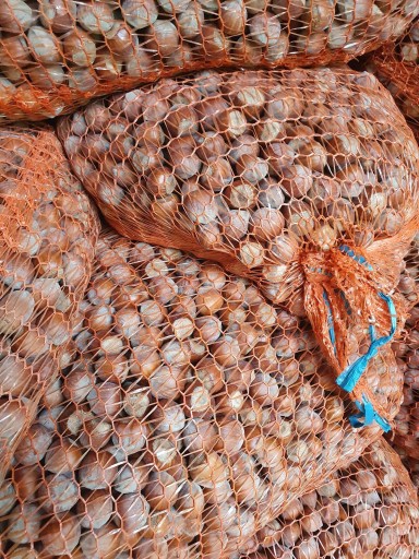 Lieskové orechy veľké 1 KG 1000 gramov Chutné v škrupinách