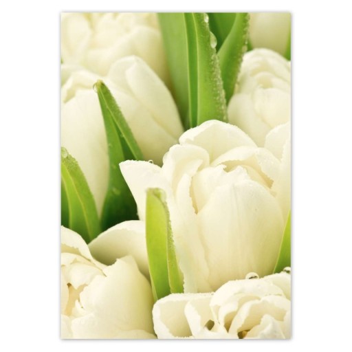 Samolepky A5 PRIMARY Jemné tulipány
