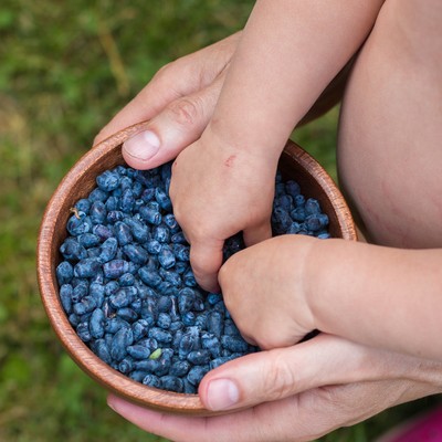 Owolovo Blueberry Mousse - zdravá maškrta do školy
