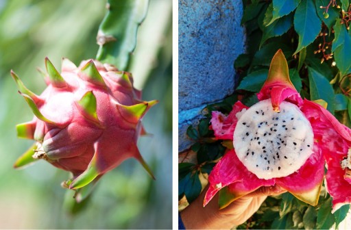 DRAGON PITAYA dračie ovocie 50g sušené ovocie pitahaje do kokteilov a nápojov