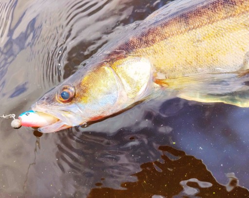Savage Gear Cannibal Kopyto 10cm - Pike