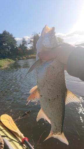 POPPER FLOPPER Wobler na šťuky SUMEC PIKE ZANDER 06