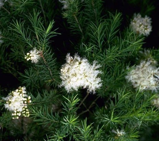 TEA TREE 100% prírodný TEA TREE OLEJ neriedený 10ml
