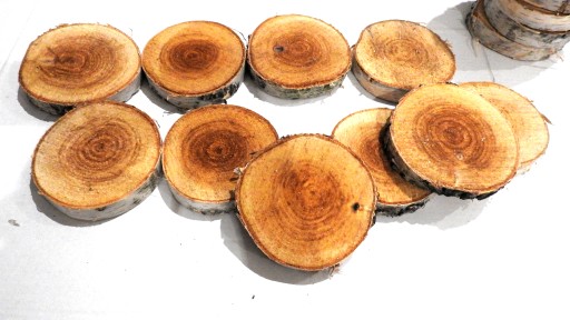 DREVA DREVA, KOTOUČ BREZA PEČIATKY, 9-14CM, 1KS