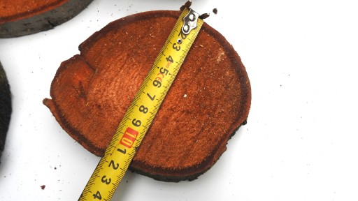 DREVA DREVA, JLŠA STOPKOVÁ 10-14 CM, 1 KS