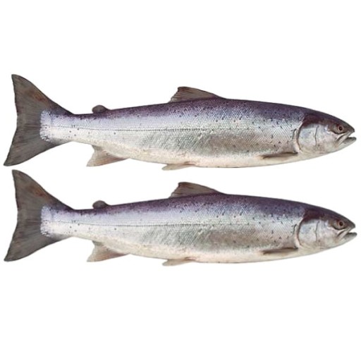 Omega 3 Filé z gréckeho lososa v konzerve 170g KIER