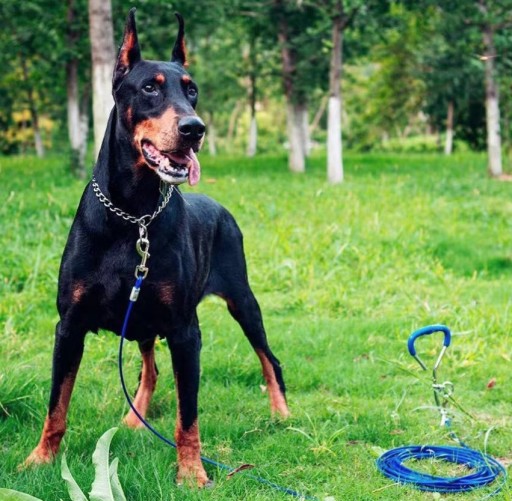 DOG CHOKE CHAIN BEHAVIORAL SHOW RING GOLIER 45cm S