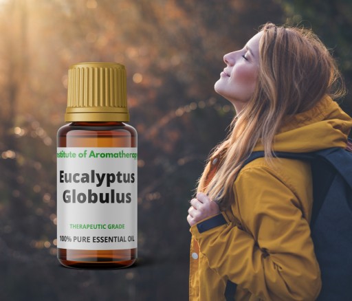 Eucalyptus Globulus ORGANIC oil, Aroma Institute