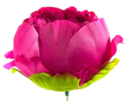 Pivoňka taftová kvetina Dk.Pink NÁDHERNÁ!