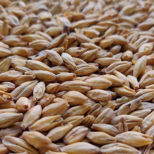 Plzeňský slad 1kg Vikingský slad nemletý