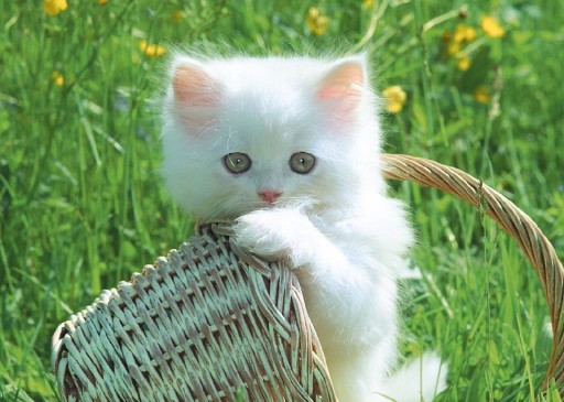 DIAMANTOVÁ VÝŠIVKA Diamantová maľba CATS 5D DIAMANTOVÁ SADA OBRAZOV