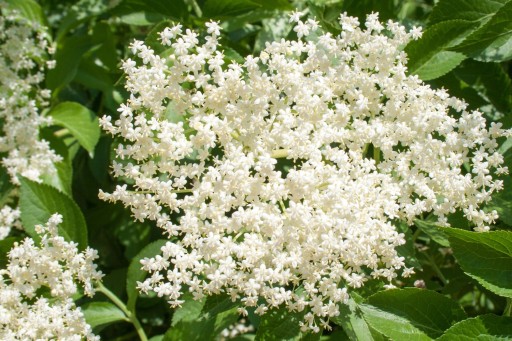 Bazový sušený bylinkový čaj čierna baza 50 g aromatický
