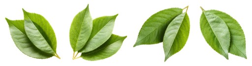 MATCHA ZELENÝ ČAJ 100G PRÁŠKOVÝ