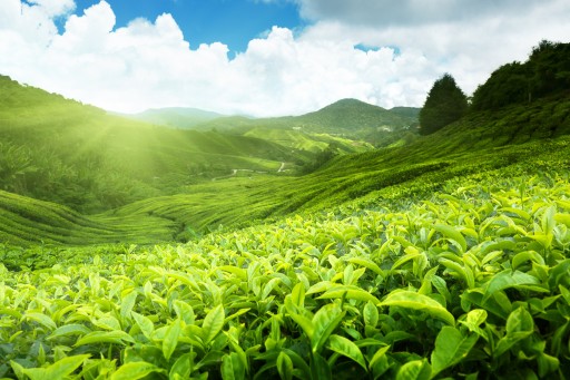 Čínsky Yunnan Long Leaf Čierny čaj Bohatá chuť 80g LOYD
