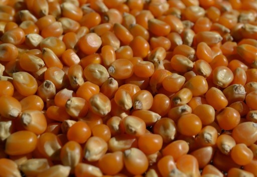 Popcorn zrno 1kg Makar