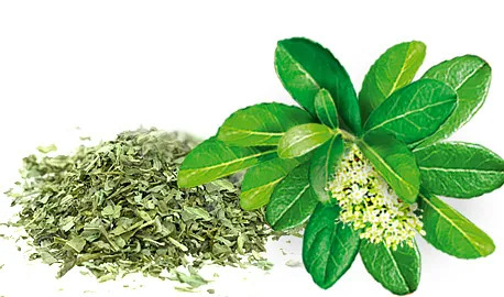 Čaj v obálkach Malwa Yerba Mate classic 20 ks