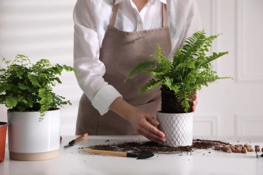 ZEME substrát pre domáce paprade, paprade nephrolepis adiantum, 5L