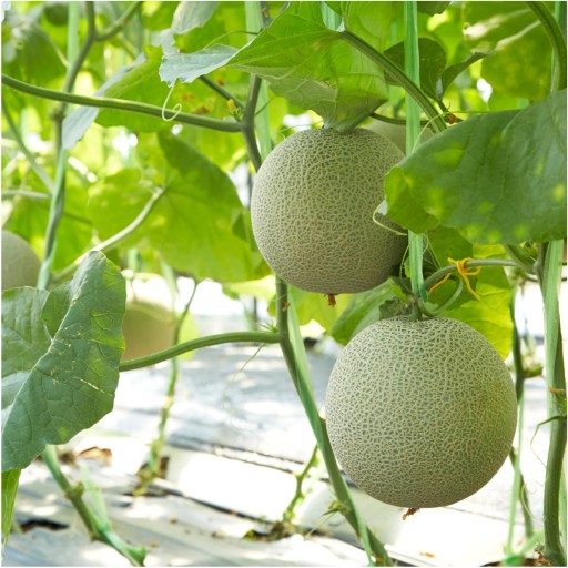 MELÓN SUŠENÝ MRAZOM 25g HiFOOD kúsky Vysoká kvalita