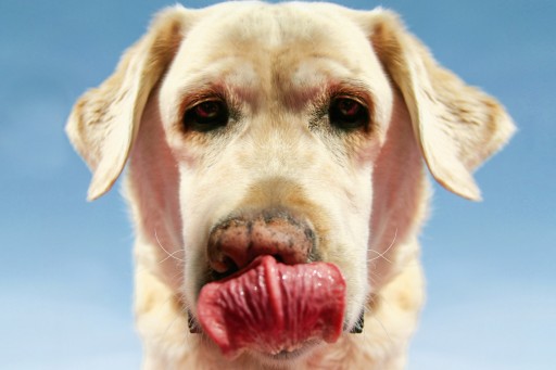 Pochúťka pre psov z hovädzej kože NATURAL 30cm 500g
