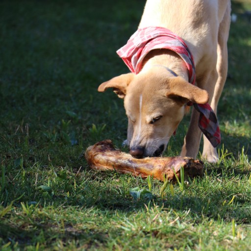 SUŠENÁ PSA KOST s MÄSOM BALTO pochúťky 1 ks cca 30 cm