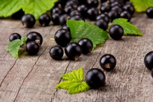 MED S ČIERNYM PRÚDOM 250G PASIEKA SIENKIEWICZ