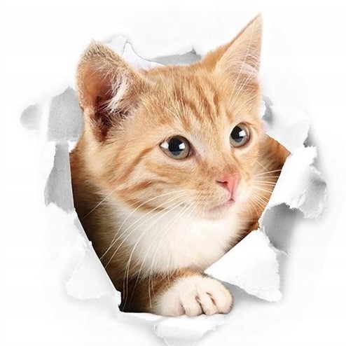 Nábytková nálepka na stenu Cat Kitten 3D Hole