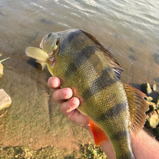 RELAX BASS 2,5''/ GUMOVÉ KOPÝTKO # PRE BIELIEK 6,5CM