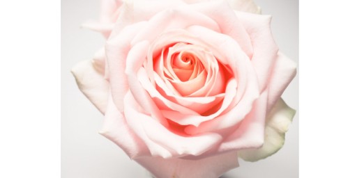 Nivea Rose rúž 4,8 g