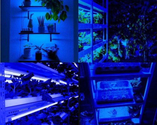 GROW modrý LED pás, pevný, na rastliny, 50 cm