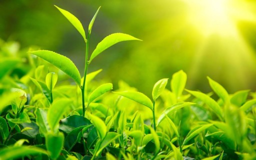 LED GROW ŽIAROVKA NA PESTOVANIE RASTLÍN 5W BIELA