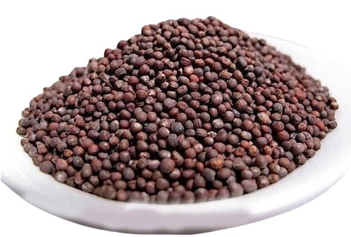 ČERVENÁ KAPUSTA - Semená na klíčky 100g