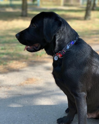 Obojok pre psa, kresba NASA, veľkosť S, 25-35 cm, 15 mm